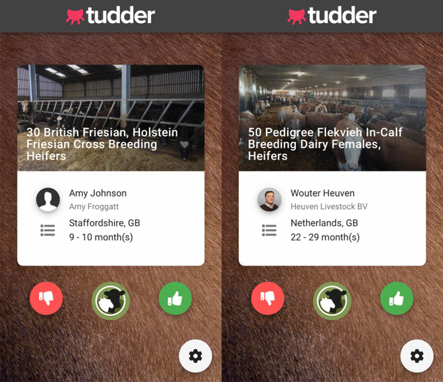Illustration for article titled There's a matchmaking app for cows called Tudder